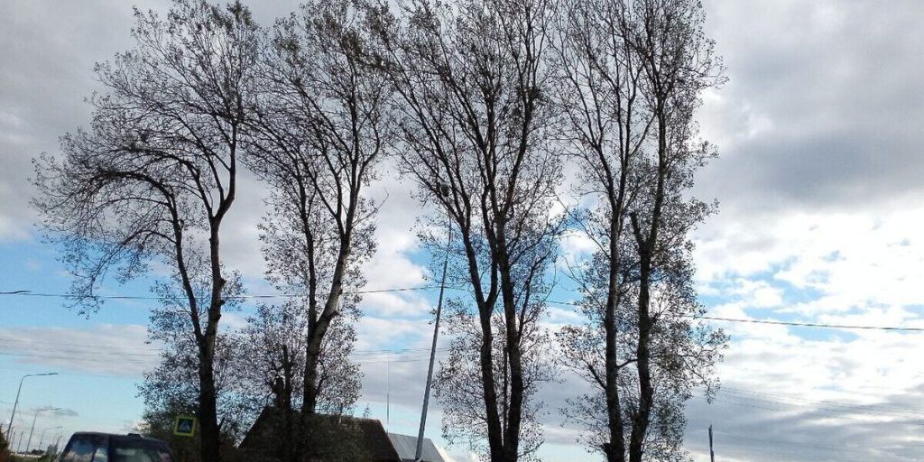 В Ленобласти 9 октября ожидаются небольшие дожди и до +15 градусов