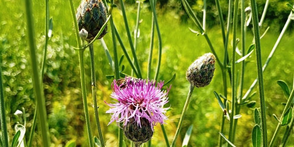 Perturbazioni Geomagnetiche: Previsioni e Possibili Impatti sulla Tecnologia e la Salute Umana