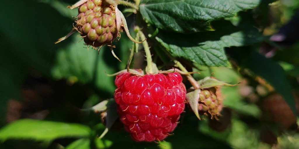 Preparazione Autunnale per un Futuro Raccolto Abbondante: Consigli e Strategie per un Successo Agricolo