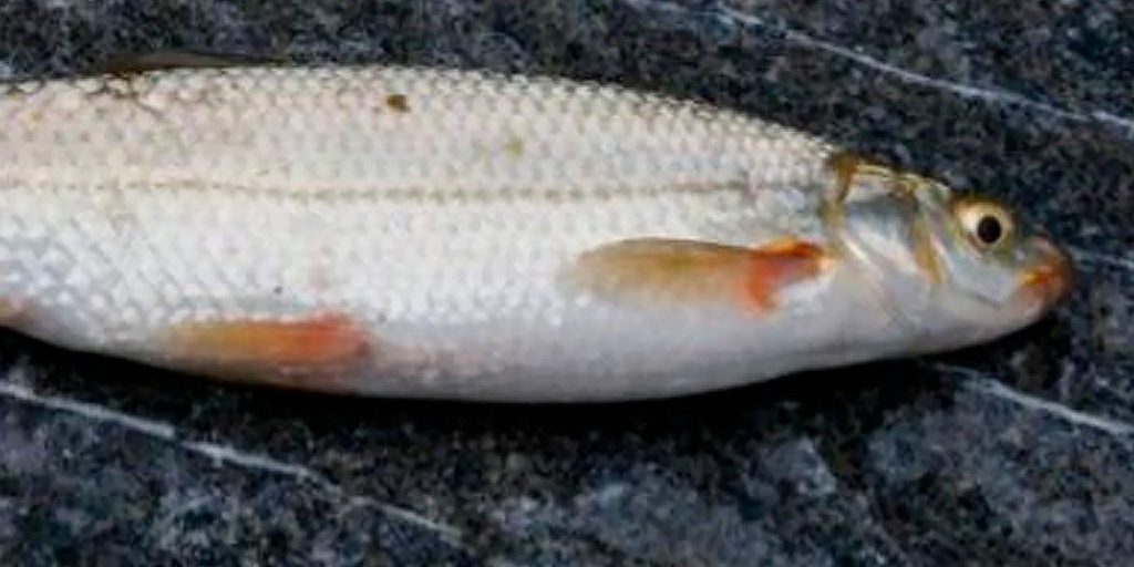 В Липецкой области задержали белгородца за ловлю краснокнижного подуста