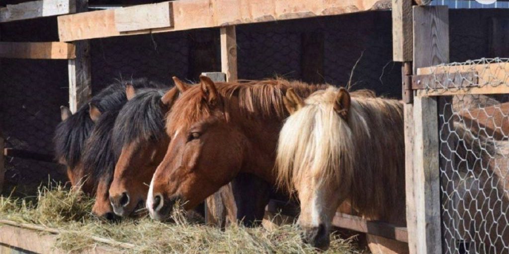 Nuova Sede per l'Ippoterapia a Salekhard: Una Nuova Opportunità per i Bambini con Disabilità