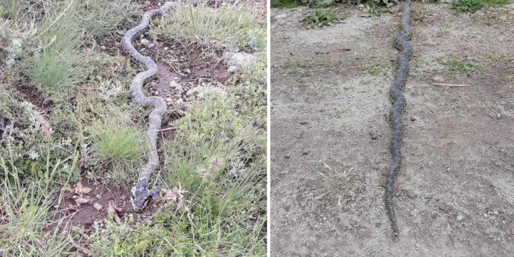 Avvistato serpente velenoso Engerek nel plateau di Orta Pınar, Afyonkarahisar