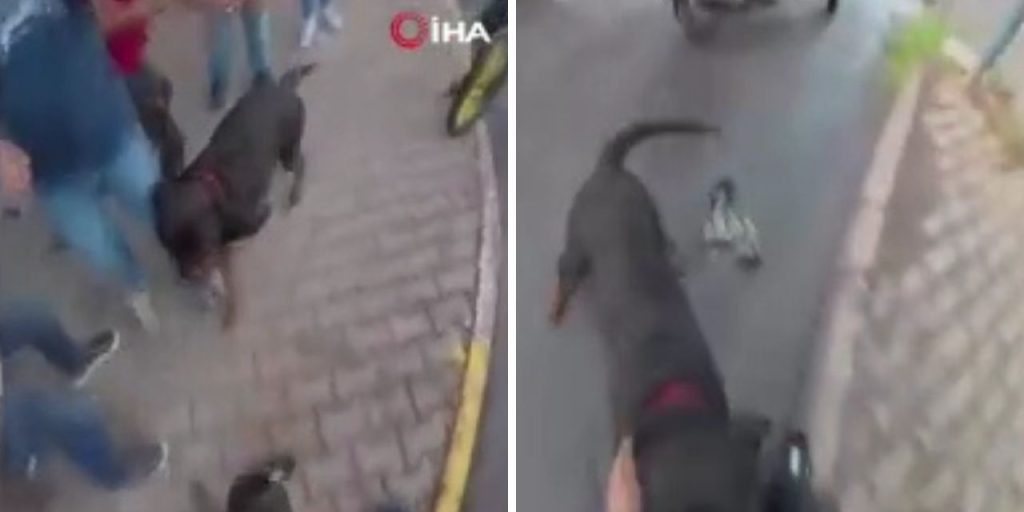 Ağızlıksız gezdirilen 'Rottweiler' cinsi köpek dehşet saçtı! Saldırı anı kamerada