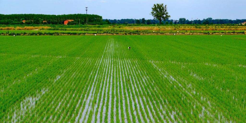 Investimenti per il Futuro: 40 Milioni di Euro per la Diversificazione delle Imprese Agricole in Sicilia