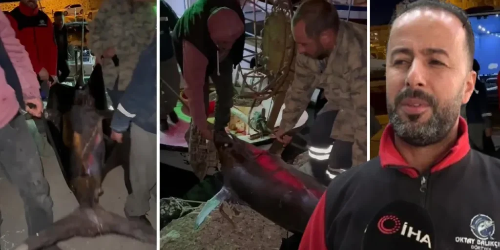 Pescatore di Hatay vende pesce spada da 115 kg a 65.000 TL al chilogrammo
