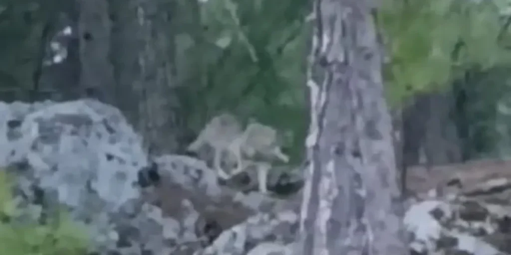 Richiesta di invio del testo dell'articolo non ricevuto