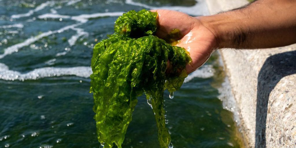 L'Agricoltura Sottomarina del Futuro: Le Alghe come Soluzione per un Pianeta più Sostenibile