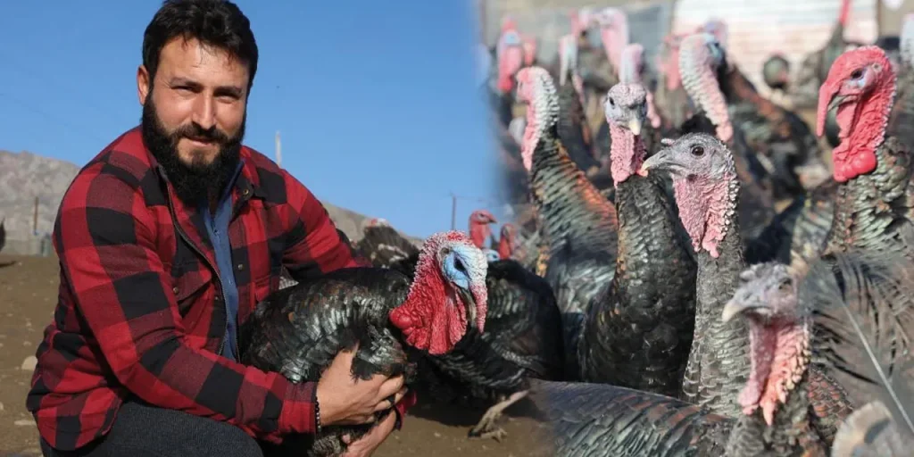 Murat Varan, padre di tre, avvia allevamento di tacchini a Elazığ dopo quattro anni in Germania