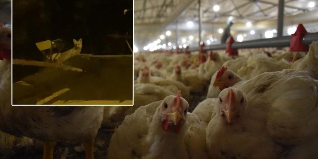 Ankara'da nöbet tutan vatandaş şoke oldu: Tavuk hırsızını yerde ararken gökte buldu!