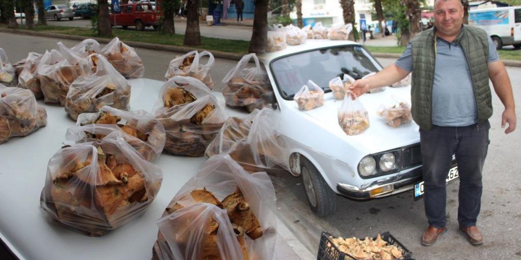 I Funghi di Pino: una Fonte di Reddito per la Comunità di Antalya