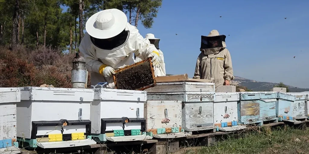 Turcia: Creazione di uno standard nazionale per l'apicoltura da parte del Centro Unico dei Apicoltori e dell'Istituto di Competenza Professionale