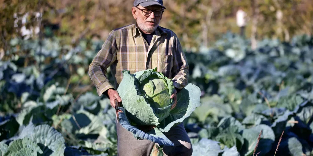 Bilal Tozluklu: da pensionato a coltivatore di cavoli “Ata” che conquista il mercato locale