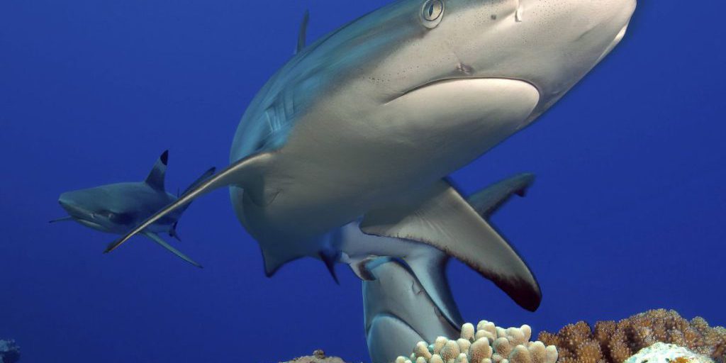 Attacco di squalo a Kylies Beach: una donna uccisa e un uomo gravemente ferito