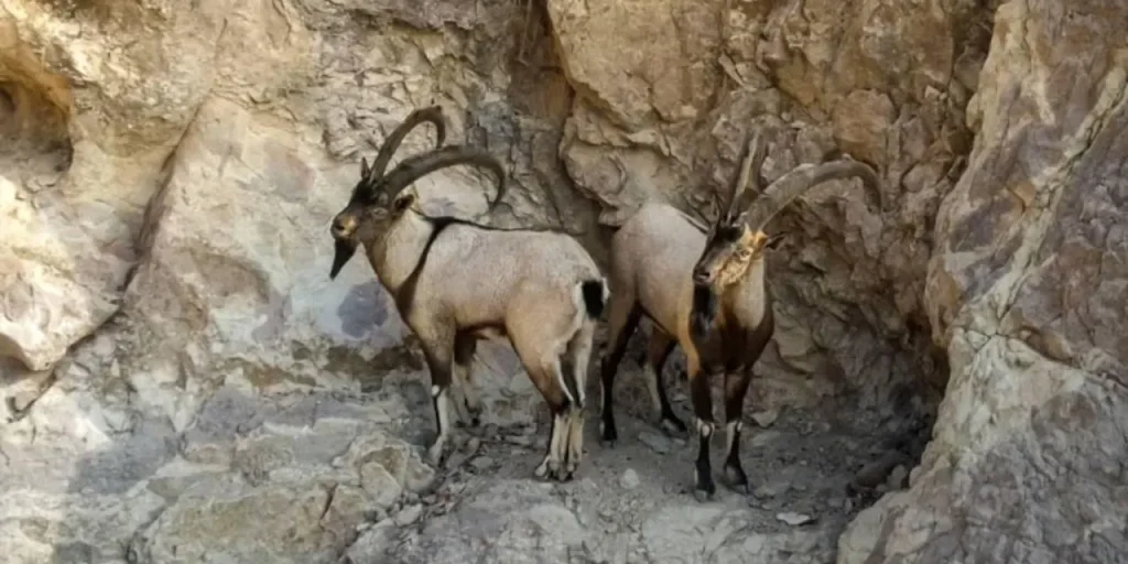 Multa di 1 milione di lira per caccia illegale di capra selvatica a Hizan (Bitlis)