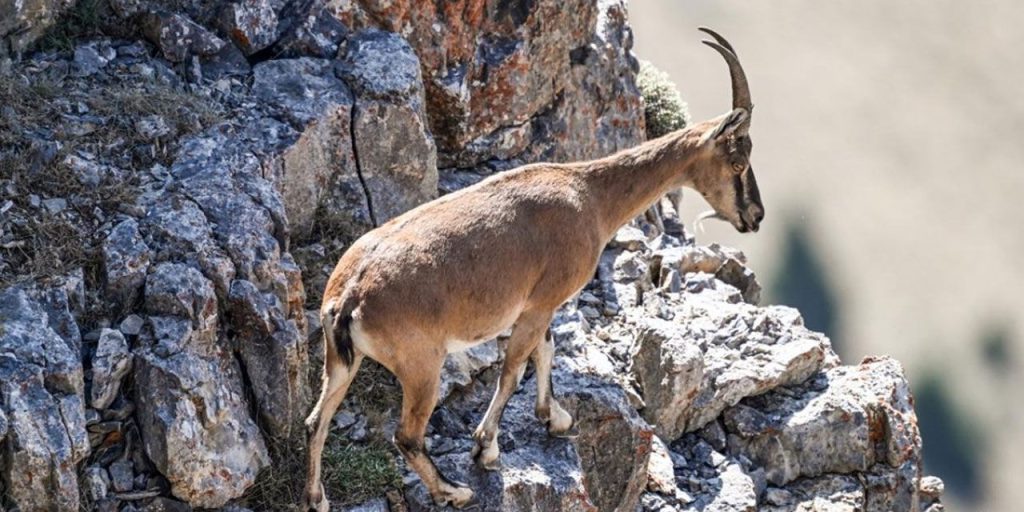 Caccia illegale in Turchia: tre individui multati per oltre 1 milione di lire turche per aver cacciato capre selvatiche protette