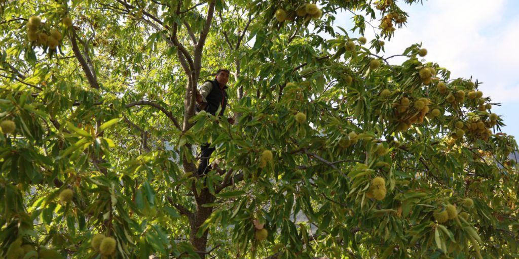 Aydın'da hasat başladı! 60-70 metrelik ağaçlara çıkıp günlük 5 bin TL kazanıyorlar