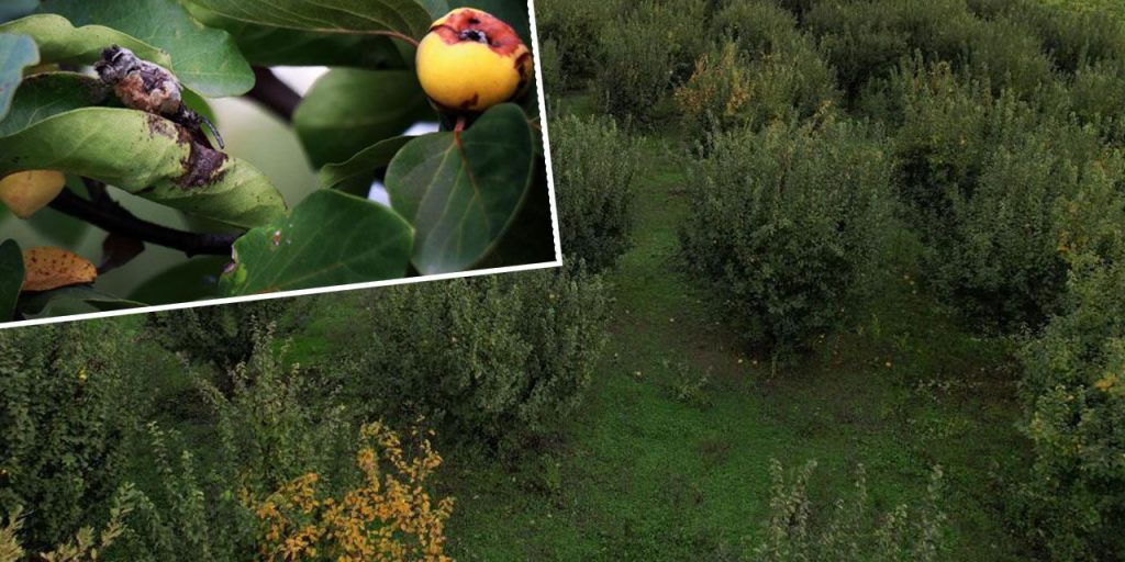Disastro per la produzione di ayva in Turchia: il gelo agricolo devasta il raccolto nella regione di Sakarya