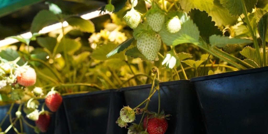 Truffa alle piante: un residente della regione di Krasnodar dovrà rispondere in tribunale per aver ingannato un abitante di Tula