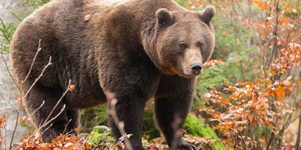 Ricerche in corso per una pensionata scomparsa nella regione di Carelia, ostacolate dalla presenza di un orso nella zona boschiva