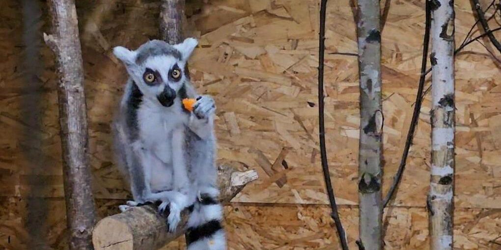 В зоопарк Донецка из Московской области приедет лемур