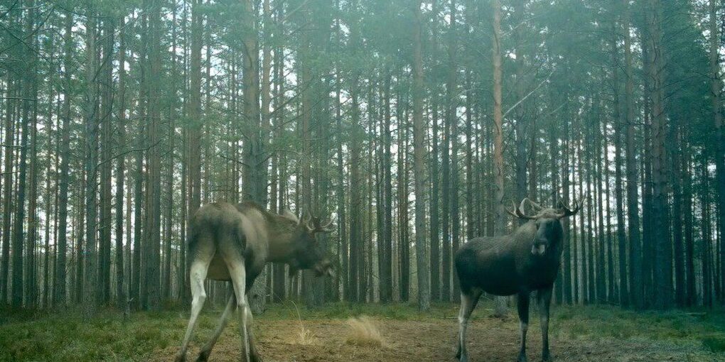 La Stagione degli Amori dei Cervi in Russia: Una Tradizione Autunnale Unica