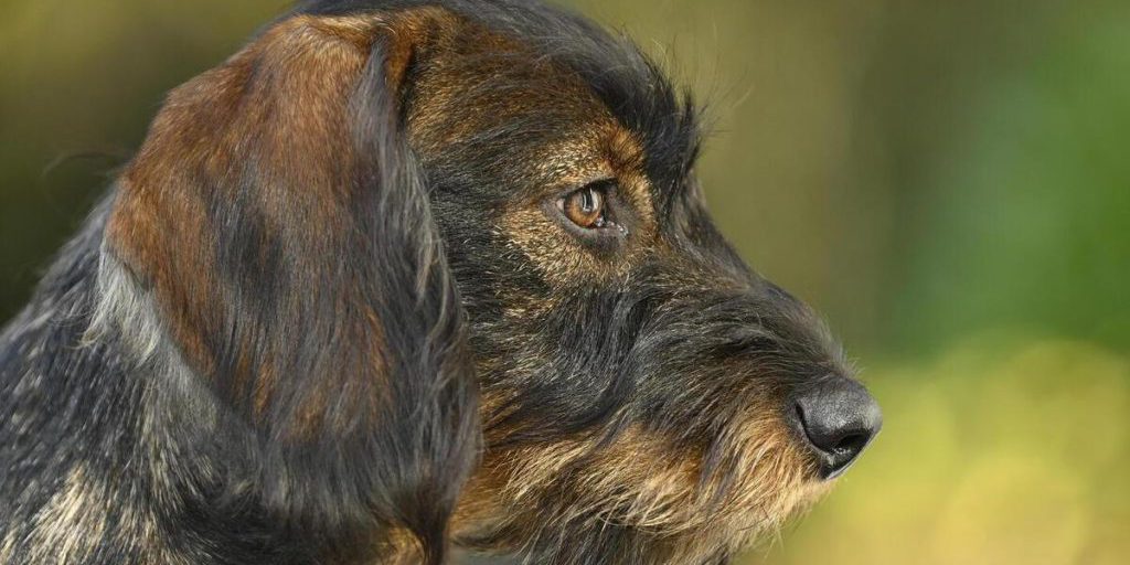 В Германии туристка с собакой нашла тело пропавшего мальчика