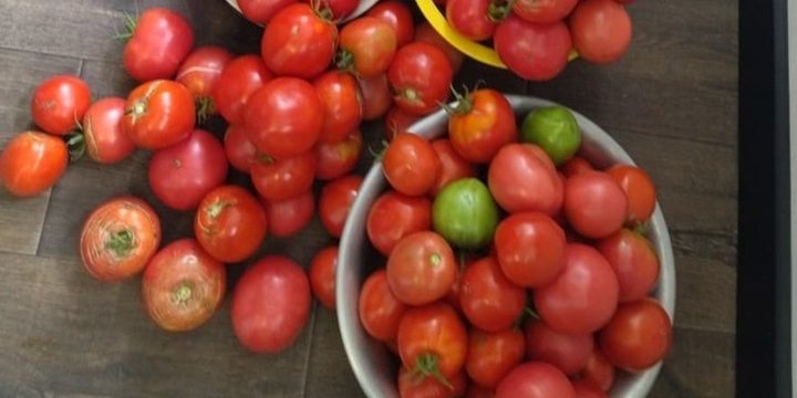 В Воронежской области резко взлетела цена на свежие помидоры