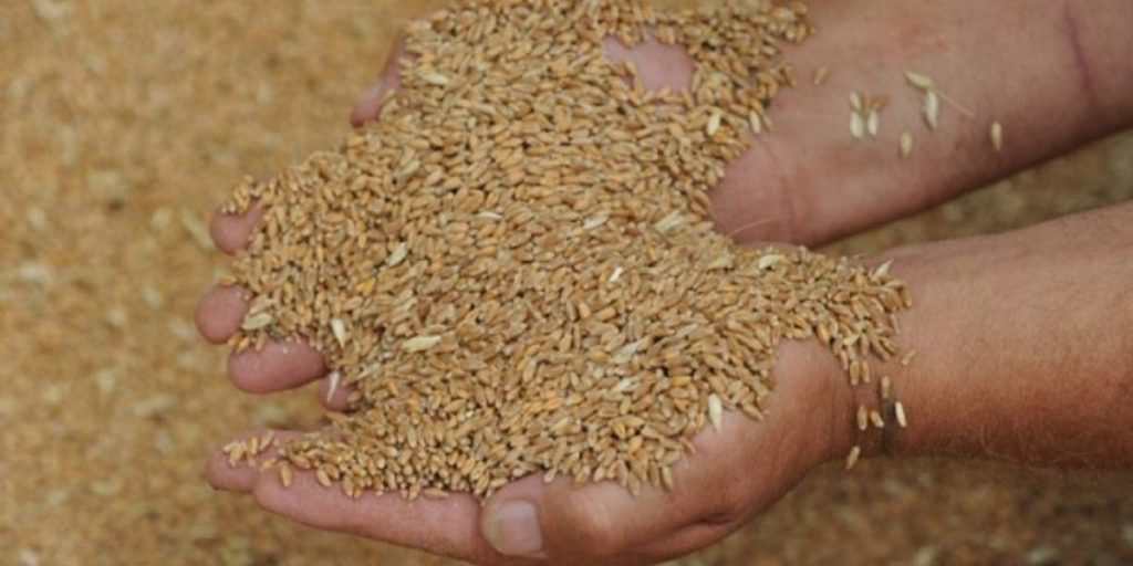 Nuovo Silo per Cereali a Volgograd: Investimento Strategico per lo Sviluppo Agricolo nella Regione