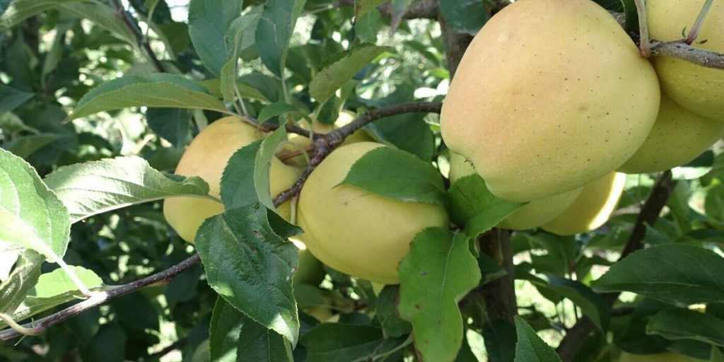 В Крыму ожидается снижение урожая семечковых и косточковых культур