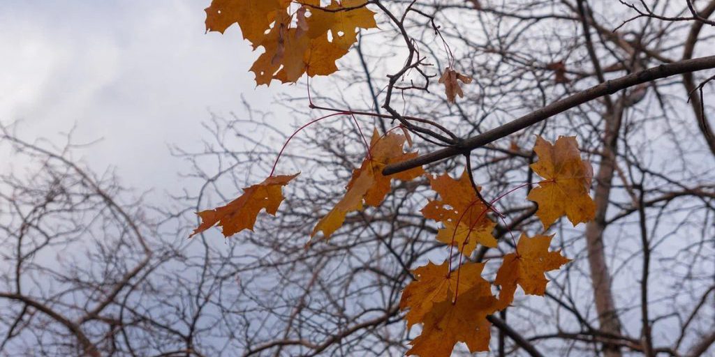 Condizioni Meteo Autunnali in Karelia: Previsioni e Impatto sulla Regione