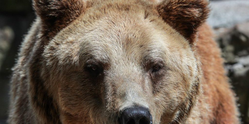 Огромный медведь ломился в дом россиян