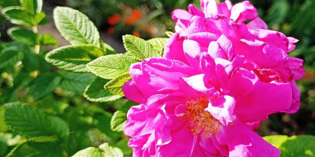 Сила магнитной бури 8 октября составит 3 балла: нежелательно начинать новые масштабные дела