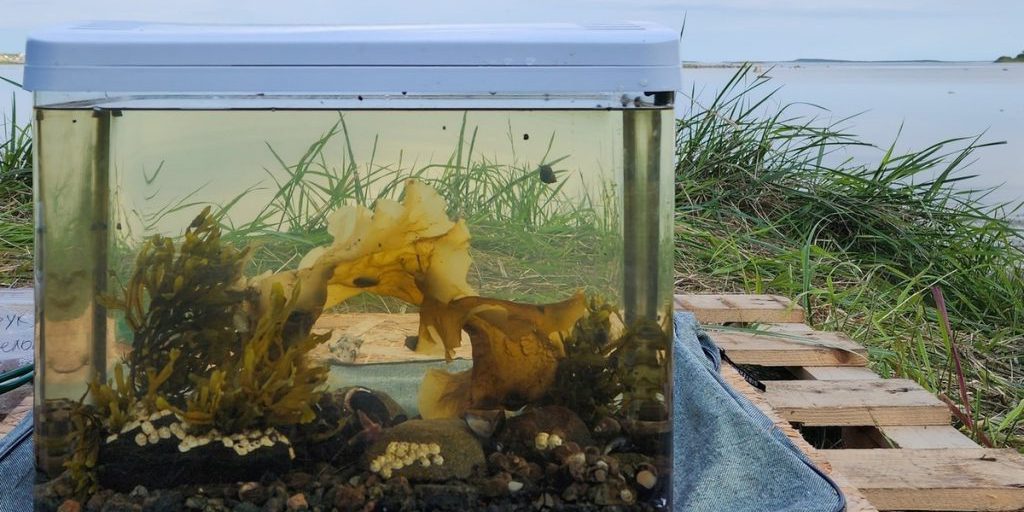 Acquario sulle Isole Solovki: un passo avanti per la ricerca scientifica e la conservazione della biodiversità marina