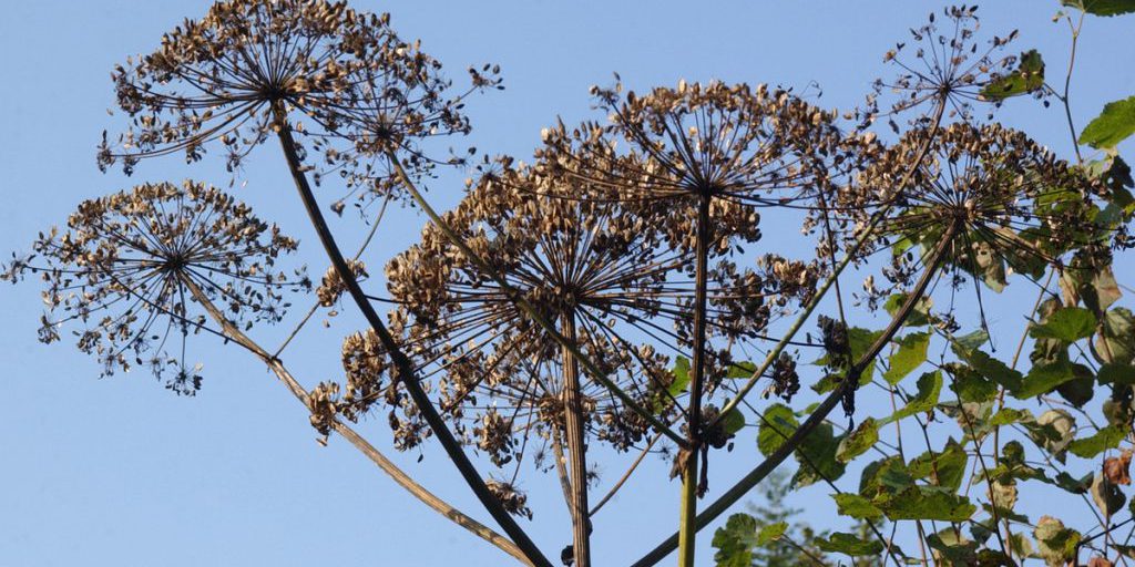 Russia introduce obbligo di lotta contro il borščevik sui terreni privati a partire dal 2026 per proteggere ambiente e salute pubblica
