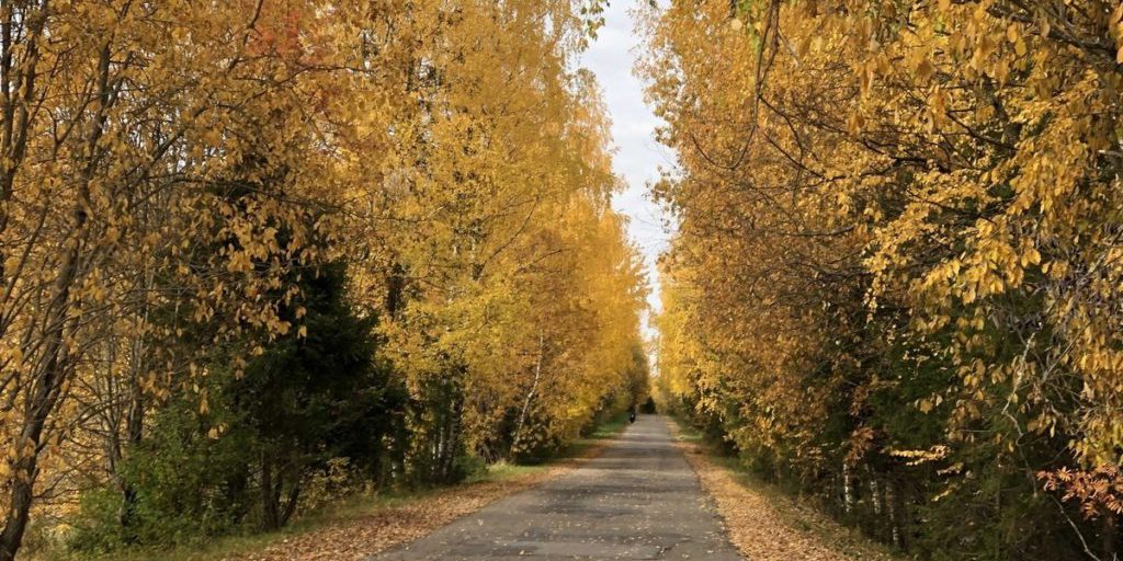 L'autunno d'oro nella regione di Vologda: un fenomeno naturale unico e le sue possibili conseguenze sul clima e sull'ambiente