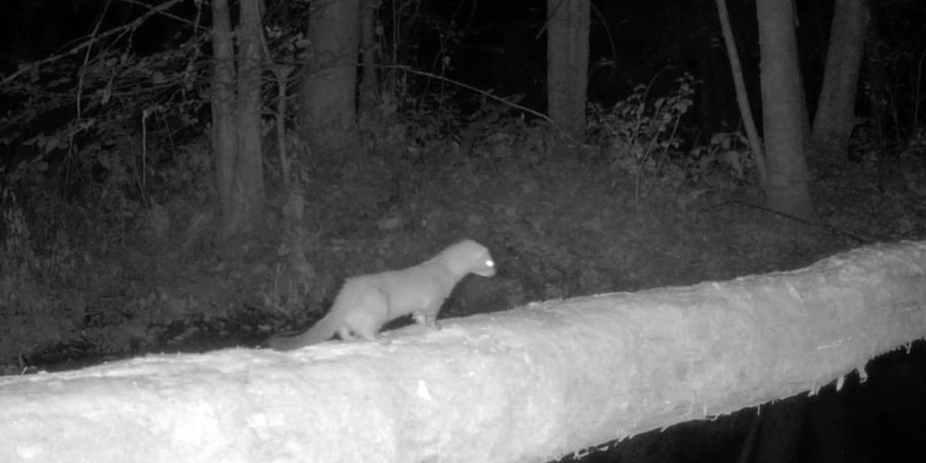 Редкий обитатель заповедника «Большая Кокшага» попал в объектив фотоловушки