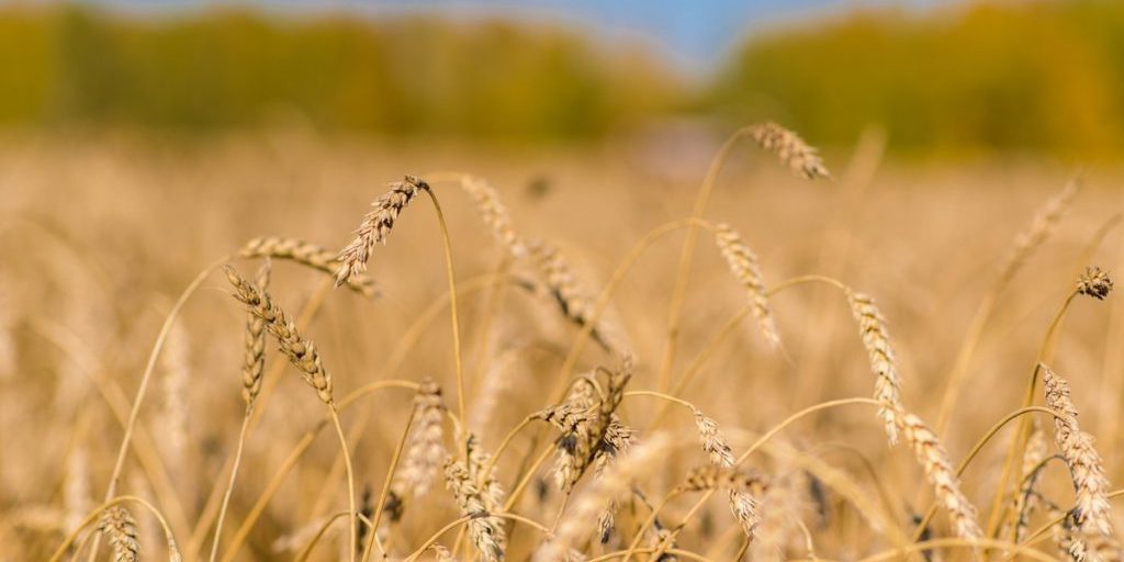 В Агаповском округе полностью завершили уборку зерна