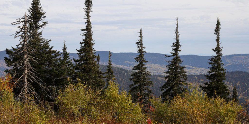 Директор турбазы предположил, где могут быть Усольцевы