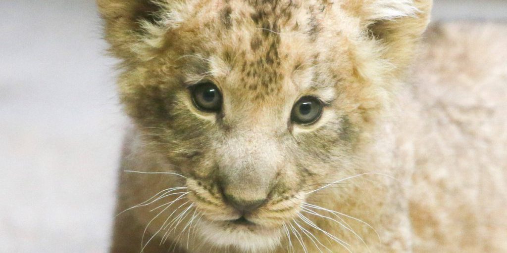 Cucciolo di leone sulle ginocchia di un uomo in Germania: un episodio inquietante che solleva interrogativi sulla sicurezza e la responsabilità