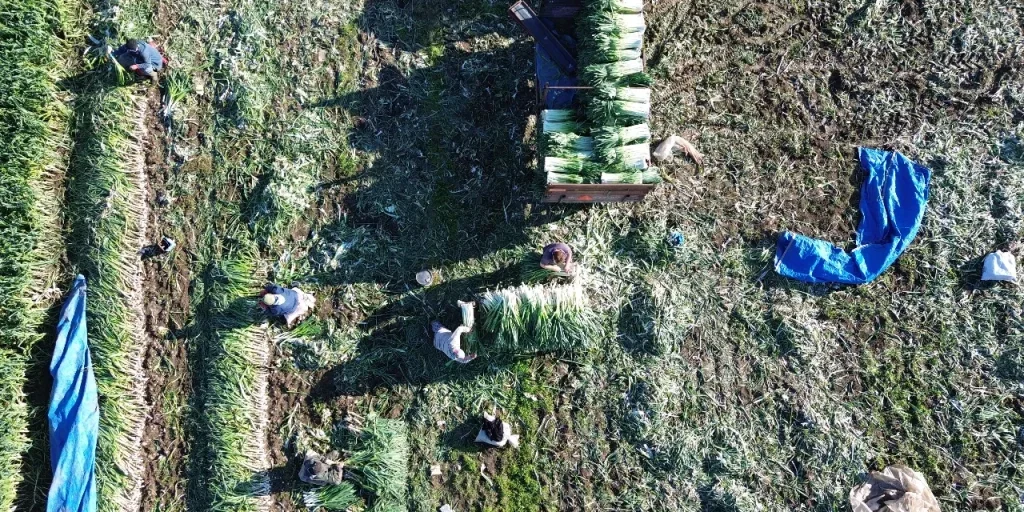 Raccolta di porri a Bafra: 28.000 tonnellate previste, domanda e prezzi influenzati dal clima