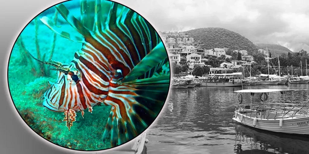 Pesce leone invasore: nuova minaccia per il Mediterraneo