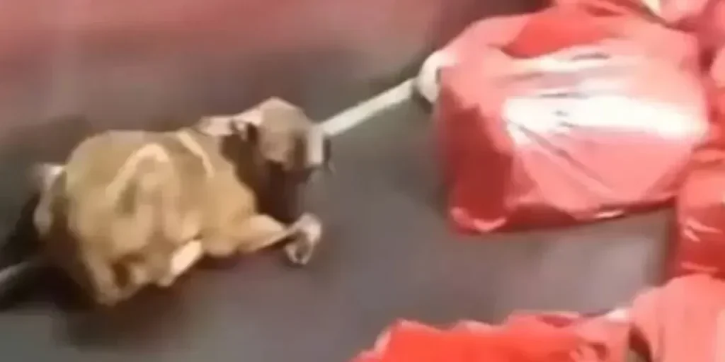 Immagini di asilo per animali a Karataş in Ankara suscitano indignazione, ma il Comune nega l'origine