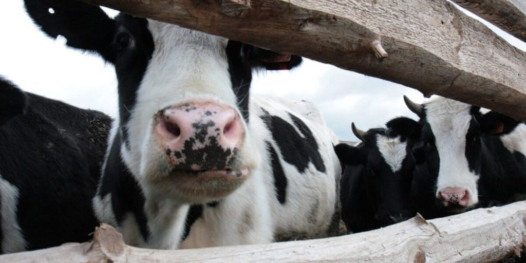 Nuovo Complesso Caseario Vicino a Gusev: Investimento di 18.000 Vacche per la Produzione di Latte e Derivati