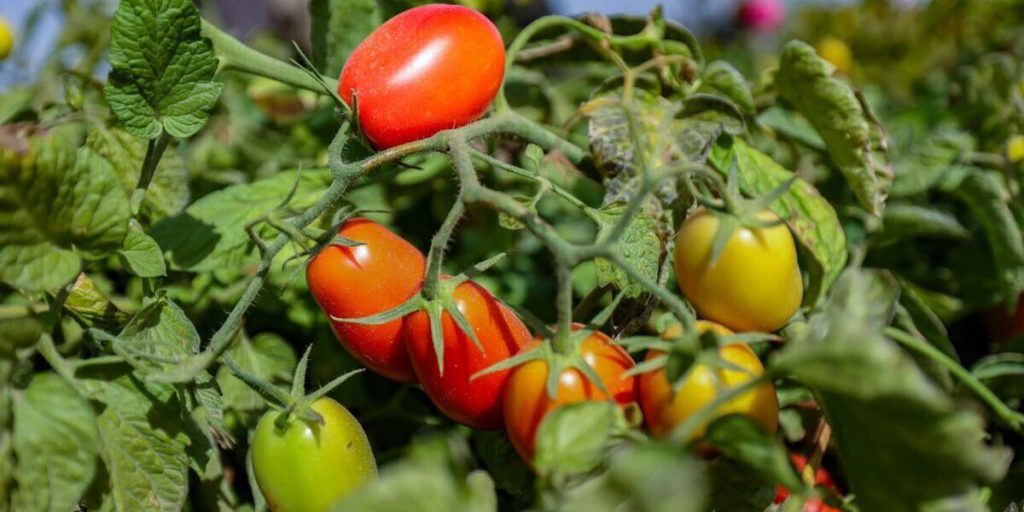 В Чаплинском округе Херсонской области приступили к уборке томатов