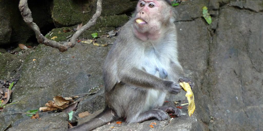 Invasione di scimmie in fuga da uno zoo causa il caos nella comunità locale