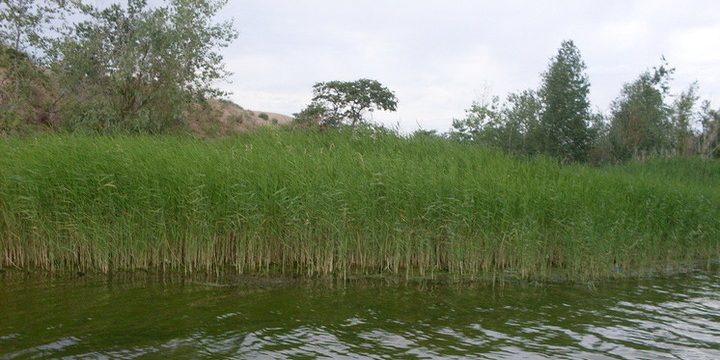 Ritrovamento di un Cadavere nel Lago di Balakovo: Indagine in Corso e Preoccupazione nella Comunità Locale