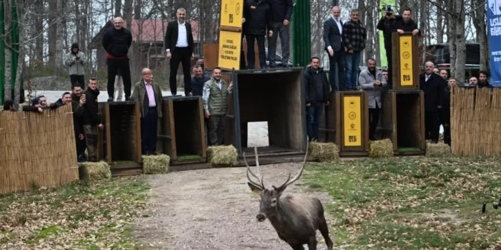 286 alci rossi prodotti nella foresta di Belgrad, 212 restituiti alla natura