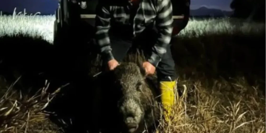 Beyşehir: cattura sorprendente di un maiale selvatico di 80 kg con le mani