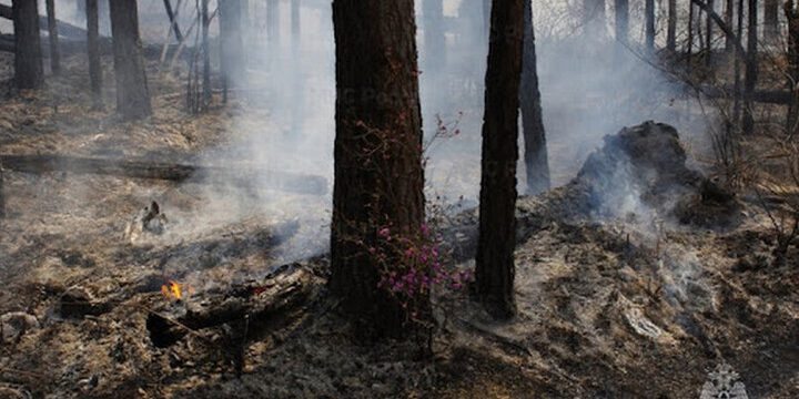 В лесах Чувашии наблюдается высокая пожароопасность