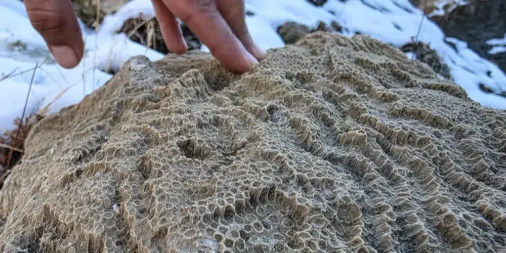 Fossili di coralli e molluschi scoperti a Bingöl, Turchia: prova di un mare 50 milioni di anni fa